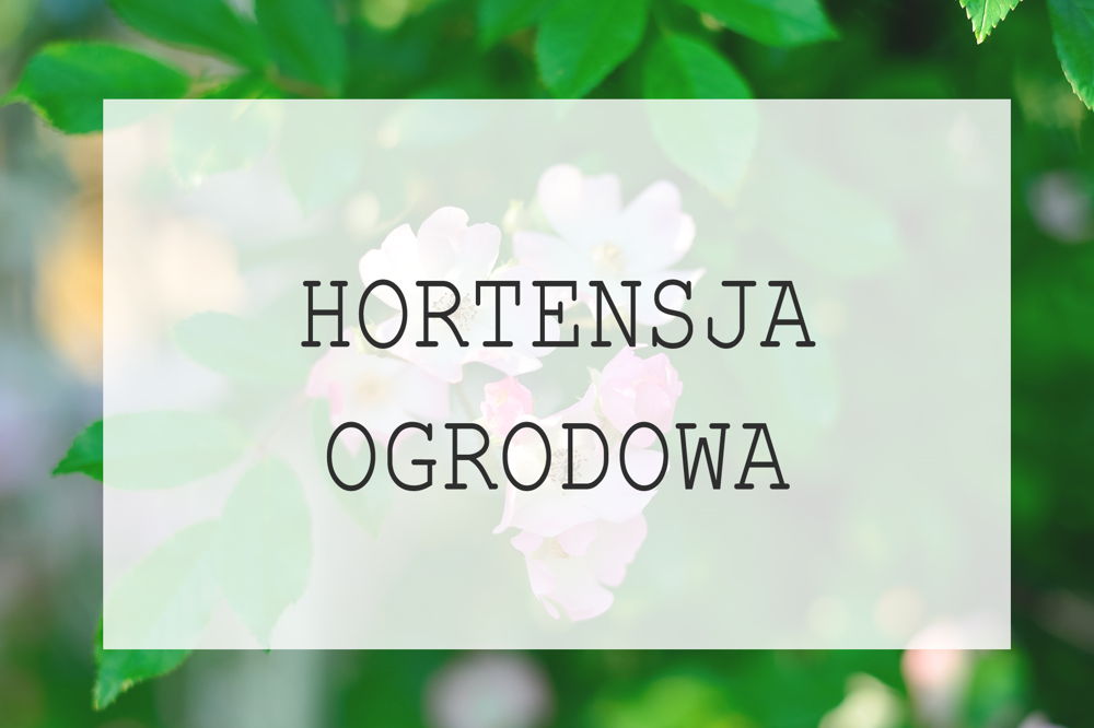 Hortensja ogrodowa - uprawa, pielęgnacja, porady dla hodujących hortensję