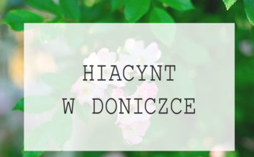 Hiacynt w doniczce - podlewanie i pielęgnacja hiacynta w domu