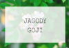 Jagody goji – uprawa w domu – sprawdzone sposoby Jagody goji - uprawa w domu - sprawdzone sposoby