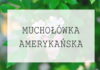 Muchołówka amerykańska - odmiany, cena, hodowla, pielęgnacja