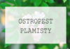 Ostropest plamisty – właściwości, działanie, dawkowanie i cena Ostropest plamisty - właściwości, działanie, dawkowanie i cena