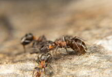 hodowla mrówek