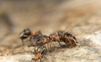 hodowla mrówek